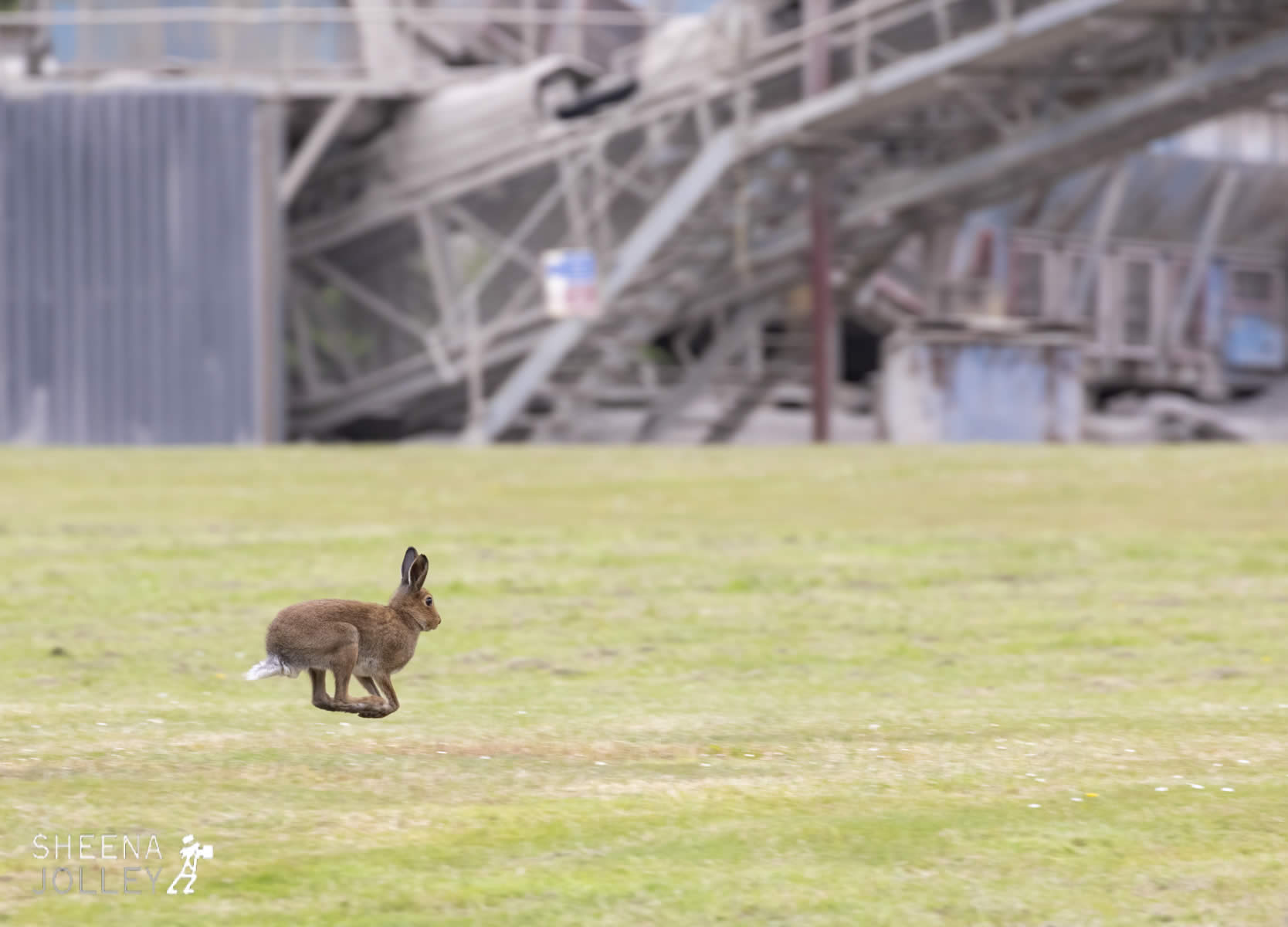 _C2A6239-Edit.jpg - Biodiversity at Irish Cement, Limerick