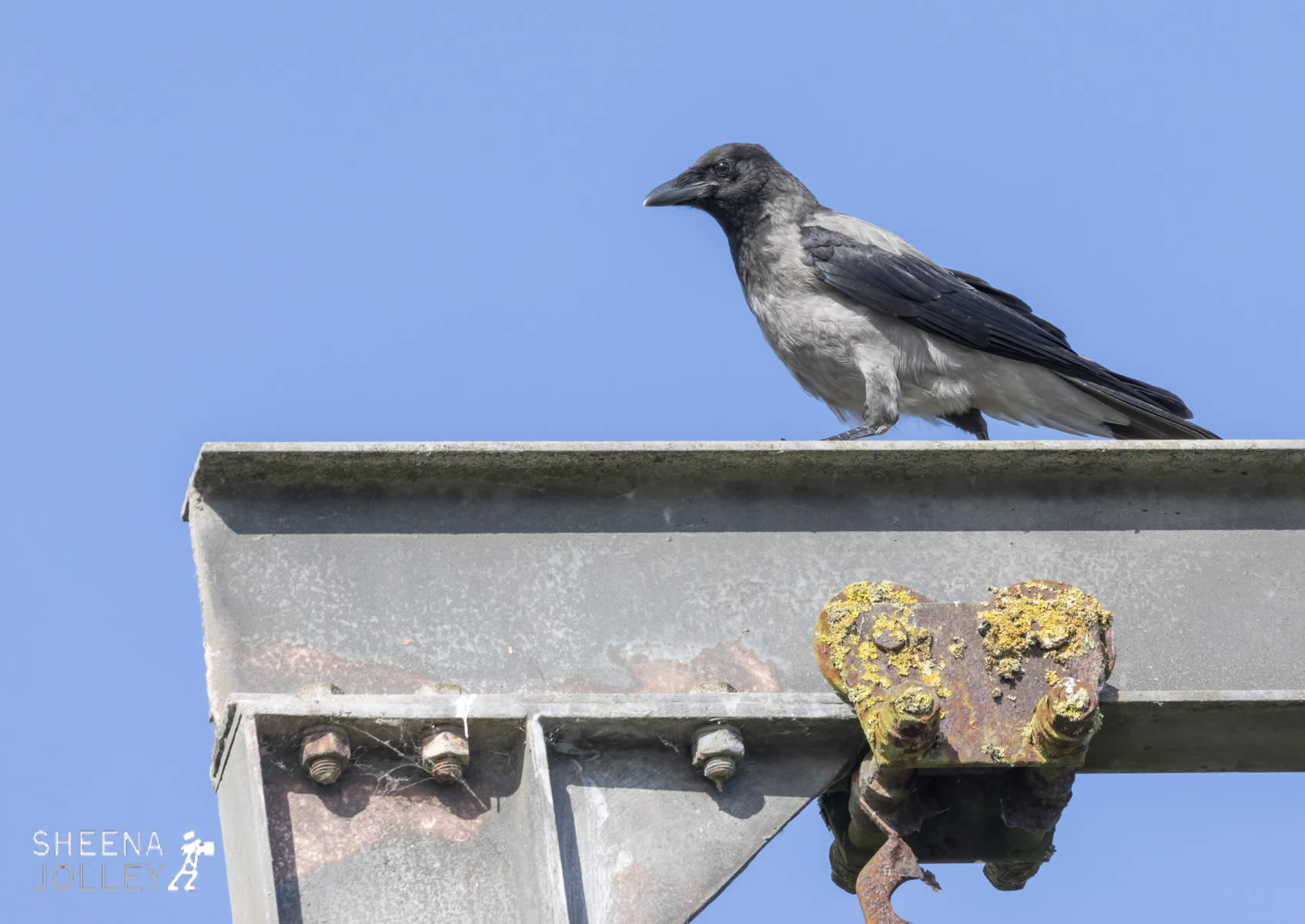 _C2A6477.jpg - Biodiversity at Irish Cement, Limerick