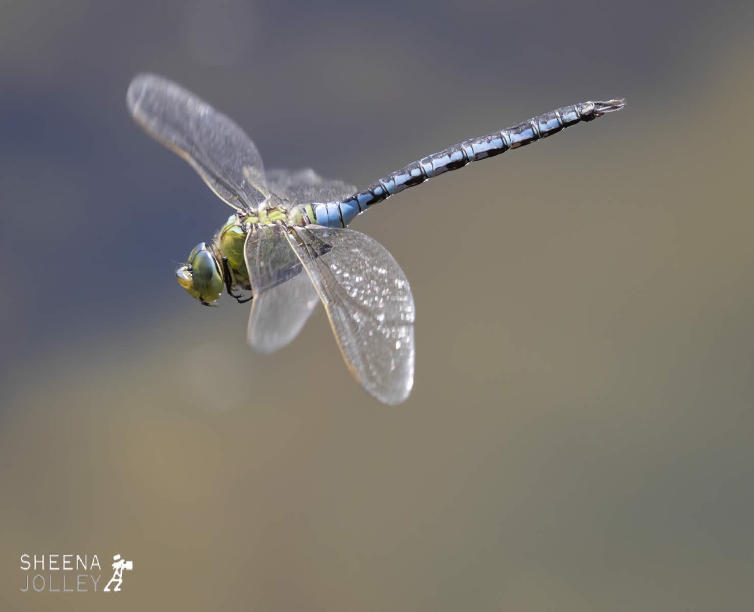 _C2A6625.jpg - Biodiversity at Irish Cement, Limerick