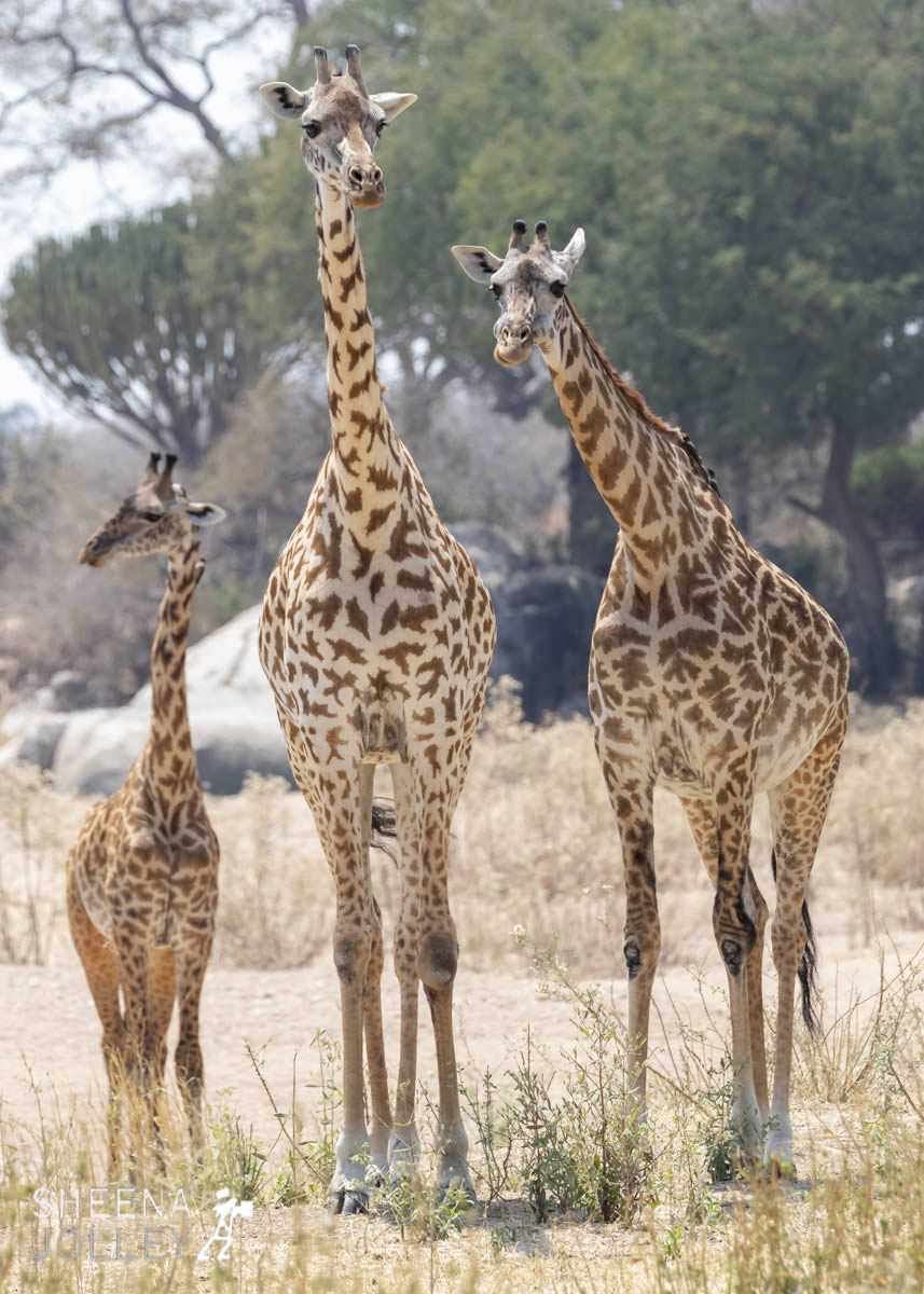 tanzania_A_Tall_Order.jpg - Tanzania