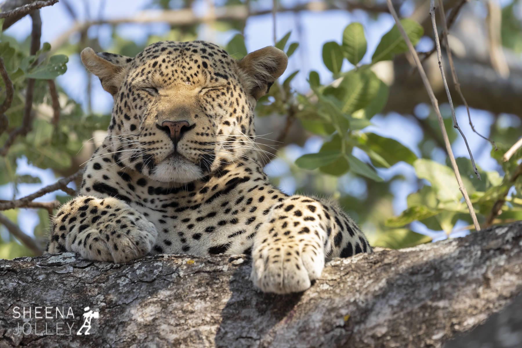 tanzania_Cat_Nap.jpg - Tanzania