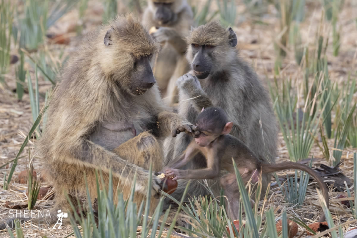 tanzania_Dont_Grab.jpg - Tanzania