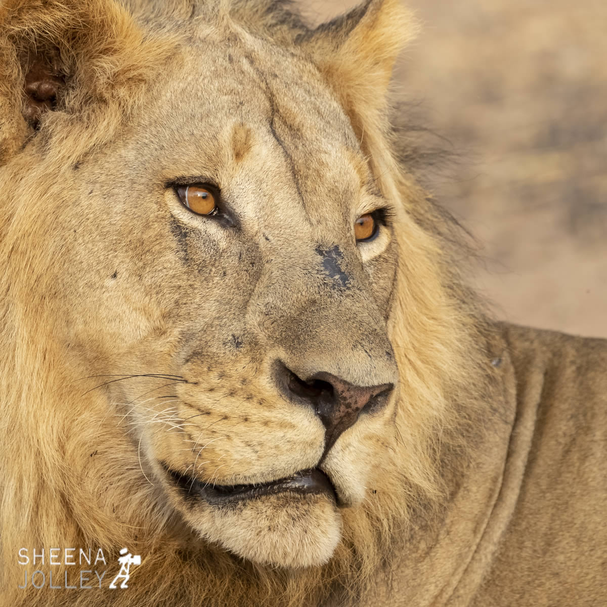 tanzania_King_of_the_Jungle.jpg - Tanzania