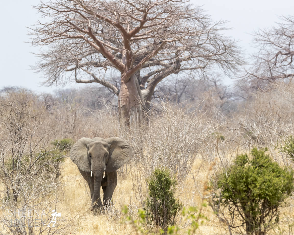 tanzania_Mighy_Trunks_The_Elephant_and_the_Baobab_Tree.jpg - Tanzania