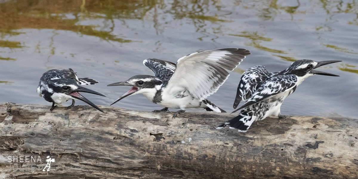 tanzania_Pied_Kingfisher.jpg - Tanzania