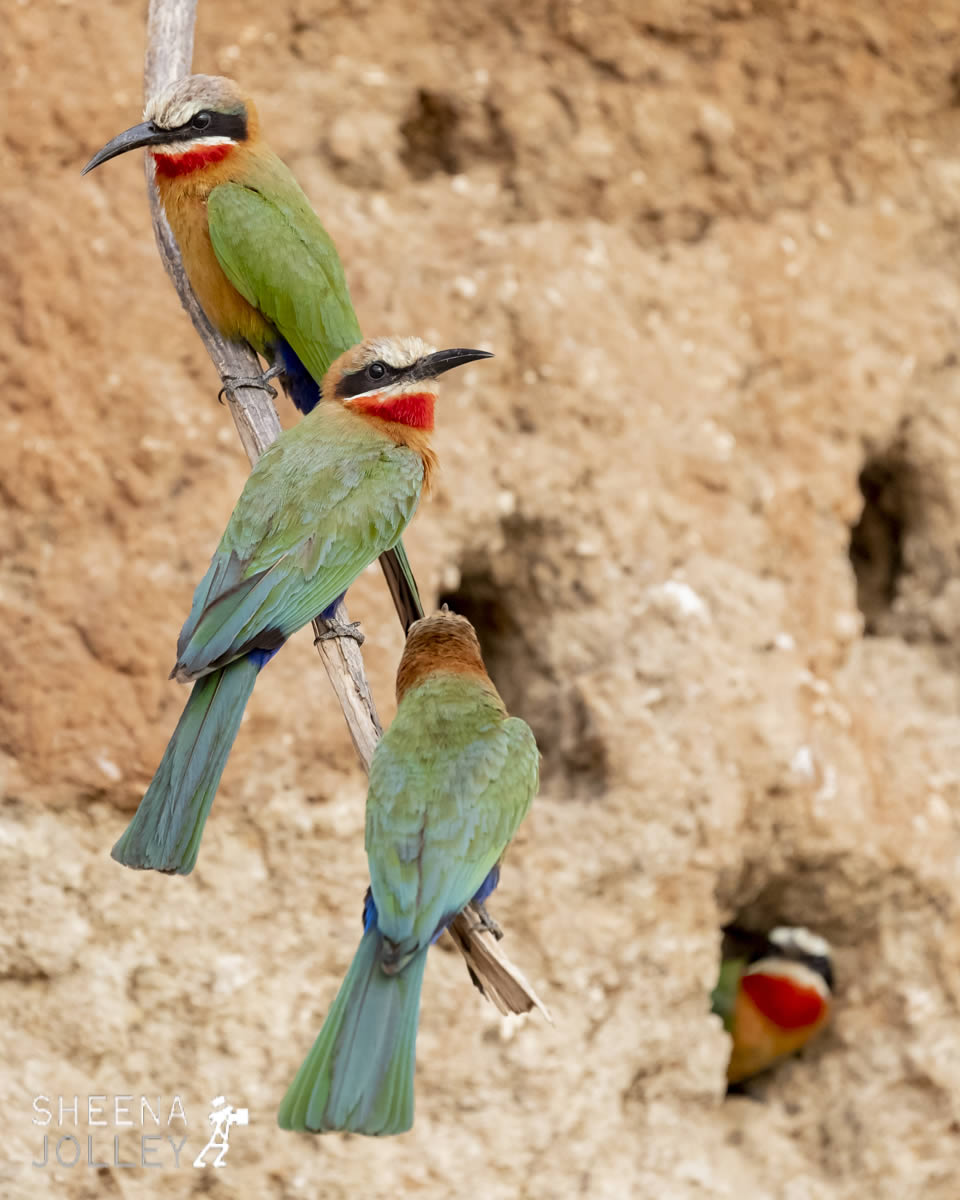 tanzania_Stick_Together.jpg - Tanzania