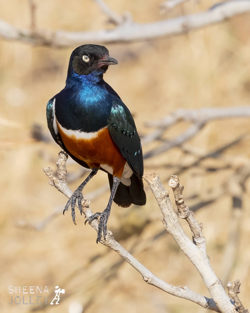 tanzania_Superb_Starling.jpg - Tanzania