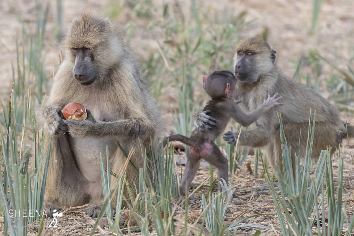 tanzania_The_Snatch.jpg - Tanzania