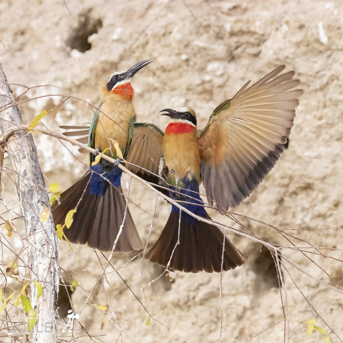 tanzania_Whitefronted_Bee_Eater.jpg - Tanzania