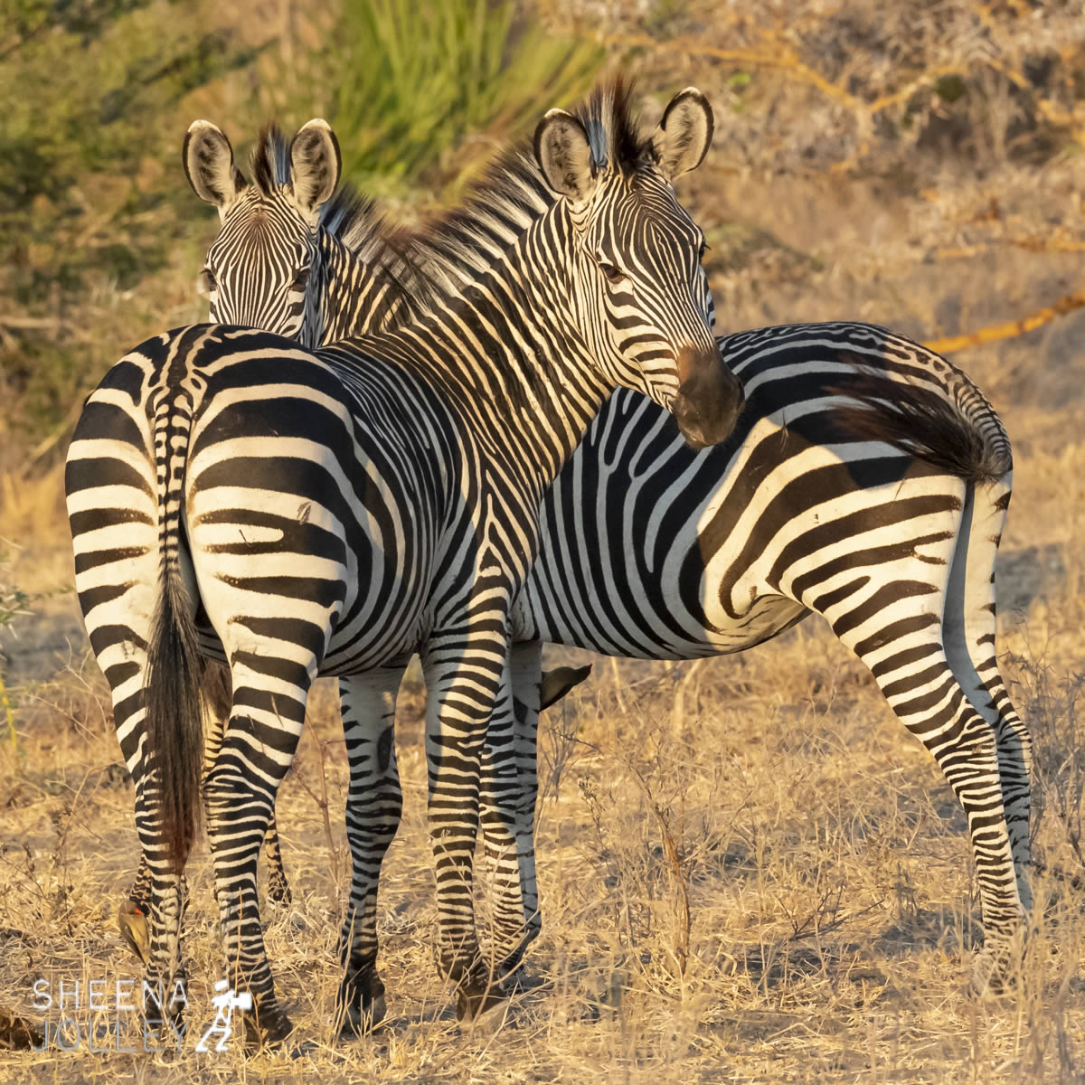 tanzania_Zebra_Crossing.jpg - Tanzania