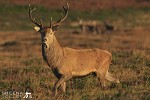 Ahead of the Herd.jpg - Red Deer stag with his herd in the background taken on Mangerton Mountain in Co. kerry