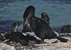 Attentive Male (Flightless Cormorant).jpg - The Flightless Cormorant is found at Punta Espinosa on Fernandina Island in the Galapagos. It has developed very strong legs and the wings are very small. The male carries seaweed to the female to line the nest. The Flightless Cormorant is categorised in the 2008 IUCN Red List of Threatened Species as Endangered.