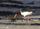 Beach Comber (Oystercatcher).jpg - 