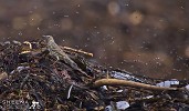 Beach Picnic.jpg - The Rock Pipit occupies a coastal habitat especially on rocky shores. Here on the northern shore of Inish More on the Aran Islands was a rare sunny warm day in March and the flies were suddenly in abundance.