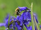 Bee in Bluebell.jpg -  Carder Bee in a bluebell, Sherkin Island, West Cork