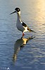 Black Necked Stilt.jpg - Black necked Stilts on the salt ponds in Anguilla