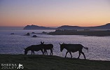 Blasket Dawn.jpg - Life stirs early in order to survive on the Great Blasket. I bought the last available tent on Dingle during a recent good spell of weather in order to be in the right place at dawn. Well worth it!