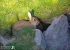Bolt Hole.jpg - Rabbit on Great Blasket
