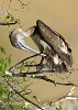 Brown Pelican Preening.jpg - This young Brown Pelican was perched high on the branches of a tree growing out of the cliffs in Anguilla. He paid great attention to preening his feathers. The sanstone cliffs behind made an ideal background for a portrait shot. The large distendible pouch is used as a scoop to gather fish.
