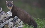 Cat Crainn-Pine Martin.jpg - 