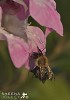 Cautious Entry (Carder Bee).jpg - The Common Carder-Bee is active between spring and autumn in Ireland. This shot was taken on the damp ground of the banks of the River Shannon where the Himalayan Balsam plant has become naturalised.