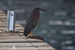 Chained (Green Heron).jpg - A Green Heron In Guadeloupe. He patiently watched and waited for exactly the right moment to catch a fish. Amusingly he look chained to the pier!