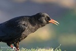 Chough.jpg - A close up shot of a chough showing his red bill.