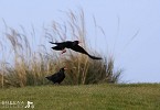 Choughs Away.jpg - 