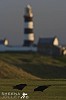 Choughs on the Green.jpg - The Chough is confined to sea cliffs in Wales and Ireland. This pair live on the cliffs surrounding the Old Head of Kinsale in Ireland. They frequently feed on the greens of the Old Head Golf Links. They are using their long sharp beaks to probe for ants and other insects. They are easily identified by their red bill and legs.