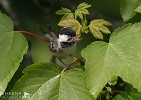 Coal Tit.jpg - A sudden appearance of a Coal Tit with a fly in his beak taken near Ennis and I had to shoot fast to capture the moment on a sycamore leaf 
