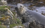 Come Away to the Waters.jpg - The Grey Seal is an inquisitive and curious creature. This endearing quality and their big brown eyes makes one believe all the myths and legends associated with them. This was shot on the island of Inishark off the west coast of ireland
