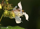 Common Carder Bee leaving Himalayan Balsam.jpg - The Common Carder-Bee is active between spring and autumn in Ireland. This shot was taken on the damp ground of the banks of the River Shannon where the Himalayan Balsam plant has become naturalised.