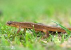 Common Lizard 2.jpg - 