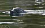 Common Seal (Still Waters).jpg - Common Seal in waters off Glengarriff