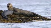Common Seal Nursing Pup.jpg - Off the south west coast of Ireland at the end of Bantry Bay lies Glengarriff Harbour with many rocky outcrops providing safe sanctuaries for the seals to bask and rest. I quietly glided between the rocks in a small rubber dingy and was lucky to have a few seconds before mother and pup disappeared into the water.