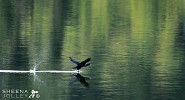 Cormorant making tracks on Water.jpg - 