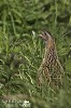Corncrake on Inishbofin.jpg - 