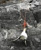 Dead Gannet.jpg - 