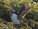 Early to Rise.jpg - Puffins spend most of the year far out to sea. They come to land to breed between March and August and can be found on islands and mainland cliffs off Ireland. This was taken on Skellig Michael 7 miles off the coast of Kerry in Southern Ireland. They nest in burrows or crevices in clifftop earth or fallen boulders, in a colourful world of sea campion, thrift, lichens and blue sea. The single egg is hatched after 39 days and the chick flies when about 38 days old. It will breed after 5 years at sea.Feeding areas are often located 100 km (60 mi) offshore from the nest or more, though when provisioning young the birds venture out only half that distance. Atlantic Puffins can dive for distances of up to 70 m (200 ft) and are propelled by their powerful wings, which are adapted for swimming. They use their webbed feet as a rudder while submerged. Puffins collect several small fish, such as herring, sprats, zooplankton, fish (shellfish), and sand eels. They use their tongues to hold the fish against spines in their palate, leaving their beaks free to open and catch more fish. Puffins normally line up the fish in their bills with the heads facing alternate ways and can sometimes have a dozen or more fish in its beak at once
