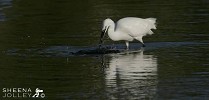 Egret.jpg - I shot this Little Egret fishing at Oysterhaven, Co Cork.Its plumage is all white. It has long black legs with yellow feet and a slim black bill. Its original breeding distribution was  warm temperate parts of Europe, Asia, Africa, Taiwan, and Australia.In Ireland the species bred for the first time in 1997 at a site in County Cork.his egret stalks its prey in shallow water, often running with raised wings or shuffling its feet.