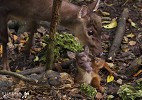 First Breath (Brocket Deer).jpg - 