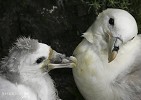 Fulmar and Chick.jpg - Taken on Skellig Michael the Fulmar is distinguished by its tubular nostrils. In defence of nest it will spit foul-smelling oil at intruders