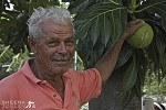 George Highland Hickson.jpg - George examining his breadfruit tree. he successfully farms 5 acres of land