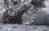Giving Out.jpg - Grey Seals on Inishark. I photographed these Grey Seals in October on the islands off the west of Ireland. The pups are born on the rocky shore in the autumn and spend a few months there before going to sea. The mothers are very protective of their pups and warn off any other female that gets too close.