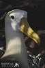 Grace and Elegance (Waved Albatross).jpg - 