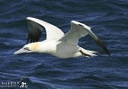 Grace in Motion (Gannet).jpg - At sea off the south coast of Ireland