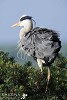 Grey Heron Plumage.jpg - 