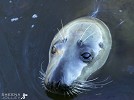 Grey Seal in Slick.jpg - 