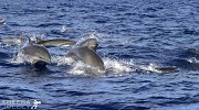 Guianian River Dolphins.jpg - 