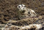Hard Being a Pup copy.jpg - A young Grey Seal pup clings precariously to a rock on Little Skellig